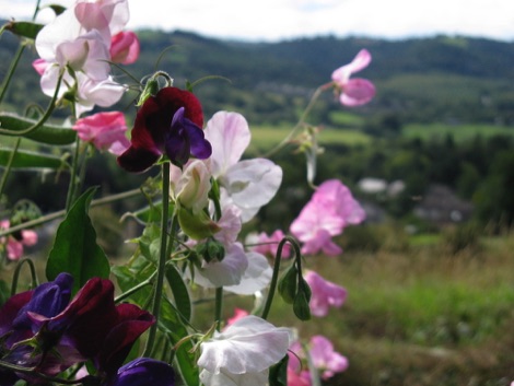 Sweet peas